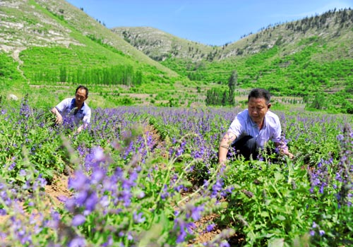 ��ɫ��ֲ��������ƶ